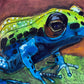 Watercolor Frog III - Art Prints