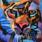 Colorful Tiger - Art Prints