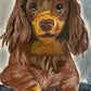 Chocolate Dachshund - Art Prints