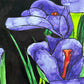 Purple Calla - Art Prints