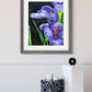 Purple Calla - Art Prints