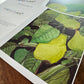 Green Fruits - Greeting cards