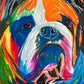 Orange Bulldog - Art Prints